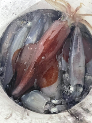 ケンサキ、スルメの現状