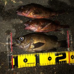 メバリング最終回？