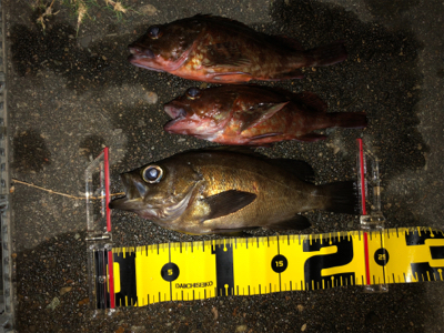 メバリング最終回？