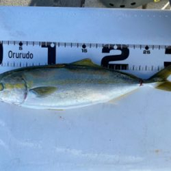 はじめてのカゴ釣りで尺(足らず)アジゲット