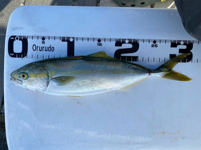 はじめてのカゴ釣りで尺(足らず)アジゲット