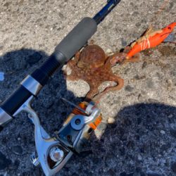 ⭐︎イカでタコ