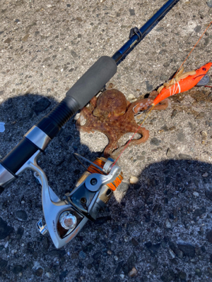 ⭐︎イカでタコ