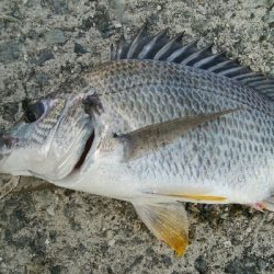 『釣りデビュー(^^)』203