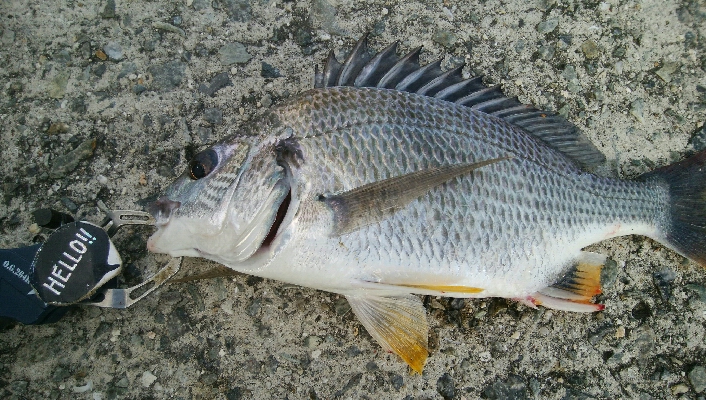 『釣りデビュー(^^)』203