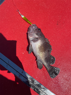 経ヶ岬沖中深海のジギング