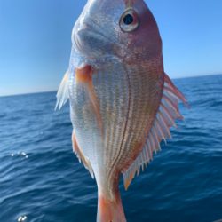 マイボートで、今が旬のアマダイとレンコダイ狙い