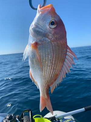 マイボートで、今が旬のアマダイとレンコダイ狙い