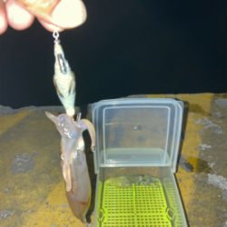 やっぱりヒイカいた(^.^)