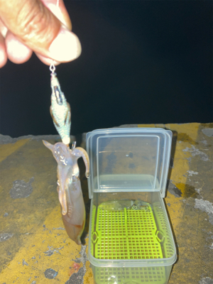 やっぱりヒイカいた(^.^)