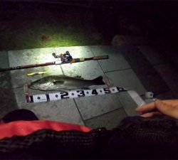 ジョイクロシーバス