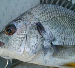 『釣りデビュー(^^)』204