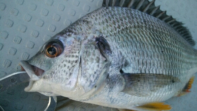 『釣りデビュー(^^)』204