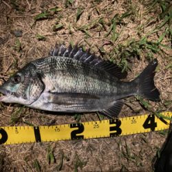 素人のチニング