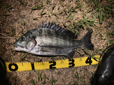 素人のチニング