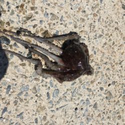 オクトパッシング