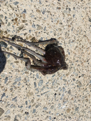 オクトパッシング