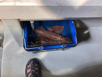 イカメタルゲーム