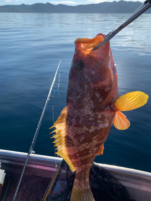 五目釣楽しい！