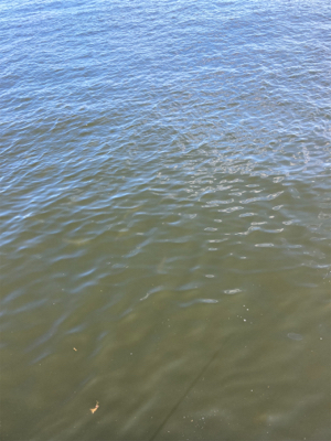 やっぱ土日祝の蛸散歩は苦手かも。。