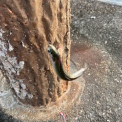 予定通りのサバ