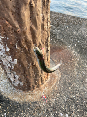 予定通りのサバ