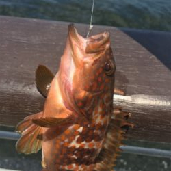 シラサエビとタコエギ