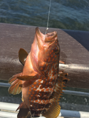 シラサエビとタコエギ