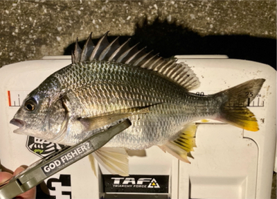 アジ探しで六目釣りに(^O^)