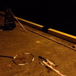 ぶっこみでチヌ、さめ、あなご等