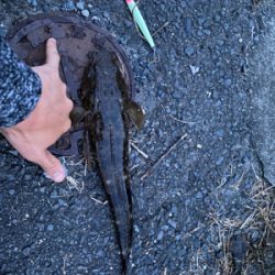 ダイソージグでマゴチ