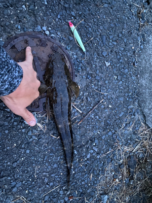 ダイソージグでマゴチ