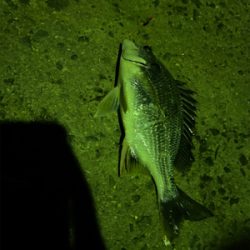 夕涼みがてらの投げ釣り