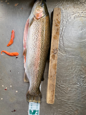 黒保根渓流フィッシング