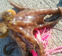 『釣りデビュー(^-^*)』205