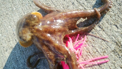 『釣りデビュー(^-^*)』205