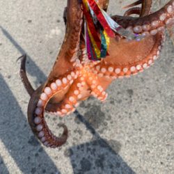 やっと、まともなタコ!