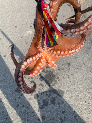 やっと、まともなタコ!