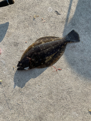 ノマセで高級魚!