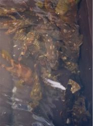 ベイトがいないので根魚釣り