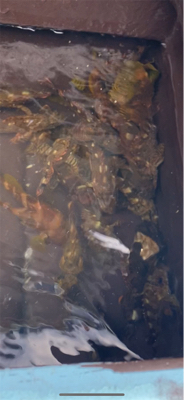 ベイトがいないので根魚釣り