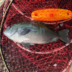 河口でエビ撒き釣り