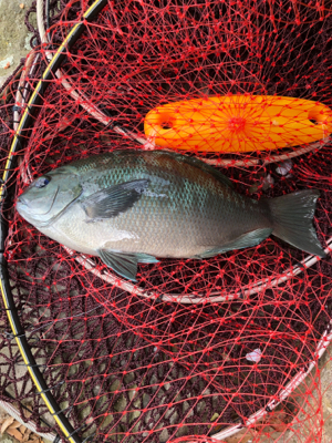 河口でエビ撒き釣り