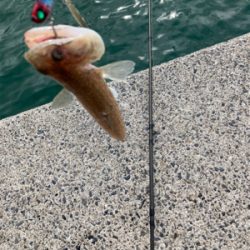 ヤマトカマスとエソ