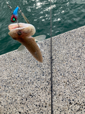 ヤマトカマスとエソ