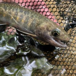 初夏の渓流釣り