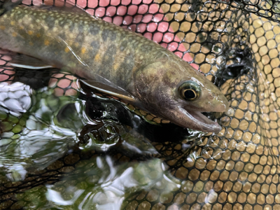初夏の渓流釣り