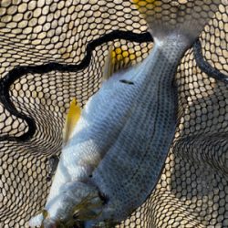 チニング 昼間は早巻が良い。