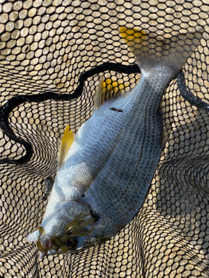 チニング 昼間は早巻が良い。