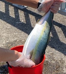 大潮の激流で青物